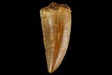 Serrated, Raptor Tooth - Real Dinosaur Tooth #127065-1
